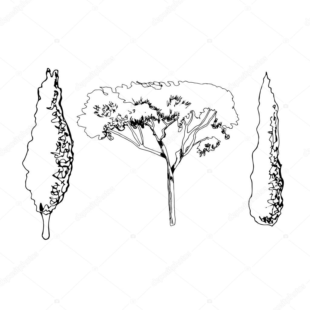 Hand drawn sketch of italian trees. Monochrome objects isolated on white background.