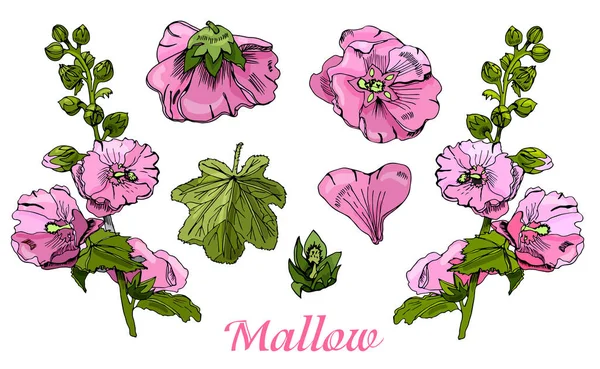 Colección con ramo y flores individuales de malva rosa y hojas verdes. Tinta dibujada a mano y boceto de color aislado sobre fondo blanco . — Vector de stock