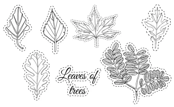Colección con hojas monocromas de árboles. Dibujo de tinta dibujado a mano aislado sobre fondo blanco . — Vector de stock