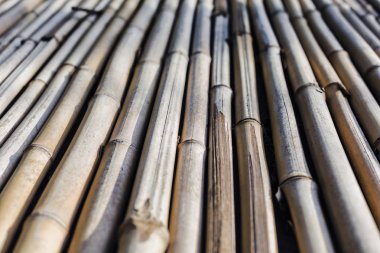 arka plan doku geleceğe uzanan bambu