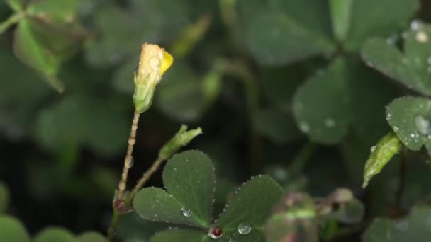 Oxalis 花特写在树枝移动在风和雨的绿色背景与复制空间 — 图库视频影像