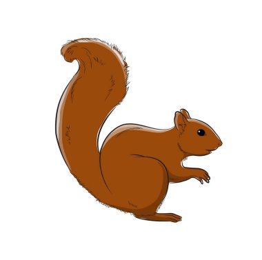 Kızıl sincap vektör çizim