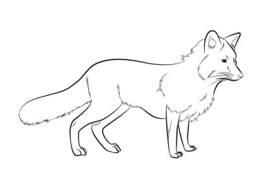 Çizim vektör çizim tilki