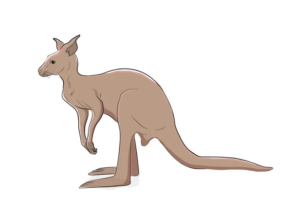 Kangaroo Handgjorda Vektorillustration — Stock vektor