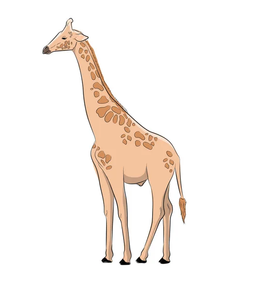 Girafa Artesanal Vector Ilustração — Vetor de Stock