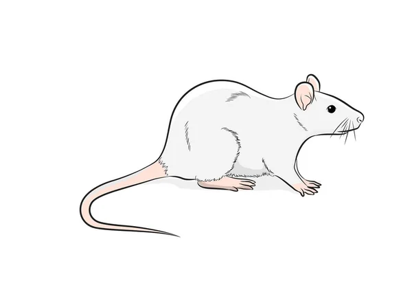 Ilustrasi Vektor Mouse Domestik - Stok Vektor