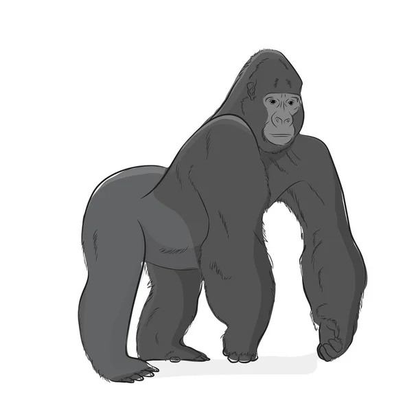 Gorila Ilustración Vectorial Hecha Mano — Vector de stock