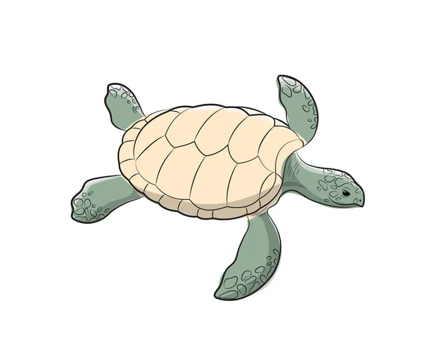 Kaplumbağa el yapımı vektör çizim