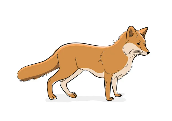 Ilustracja Wektorowa Fox Ręcznie Robione — Wektor stockowy