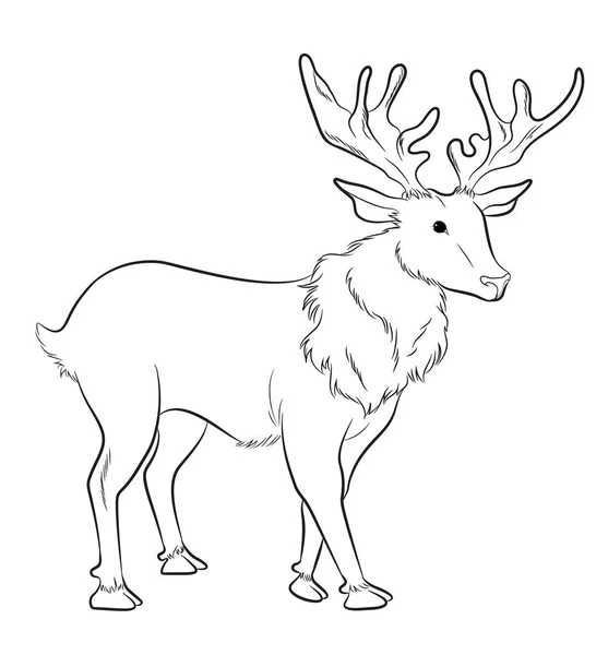 Stag Tekening Vectorillustratie — Stockvector