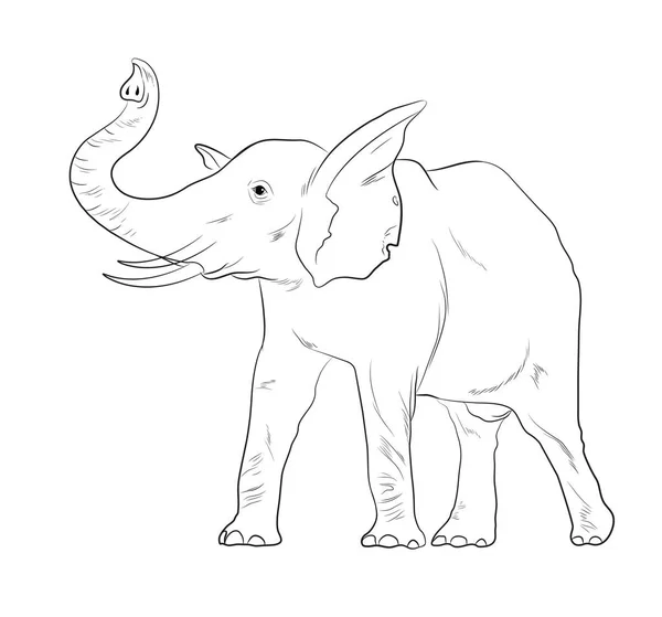 Elefante Sketching Vector Ilustración — Archivo Imágenes Vectoriales