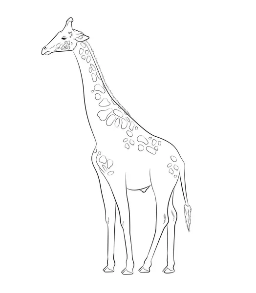 Giraffe tekening vectorillustratie — Stockvector