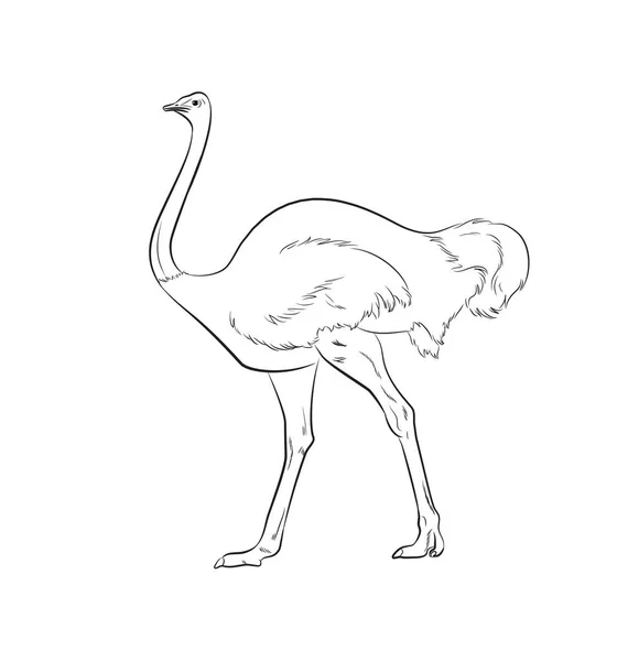 Devekuşu çizim vektör çizim