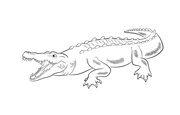 Timsah çizim vektör çizim