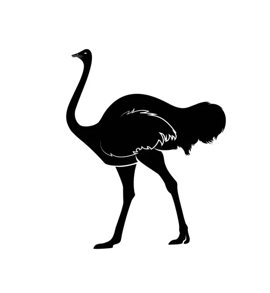 Strauß Silhouette Vektor Illustration — Stockvektor