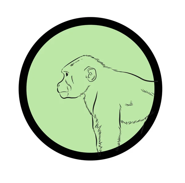 Chimpanzee Drawing Vector Illustration — Stock Vector
