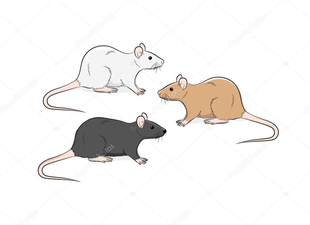 Wild Rat Vector Illustration