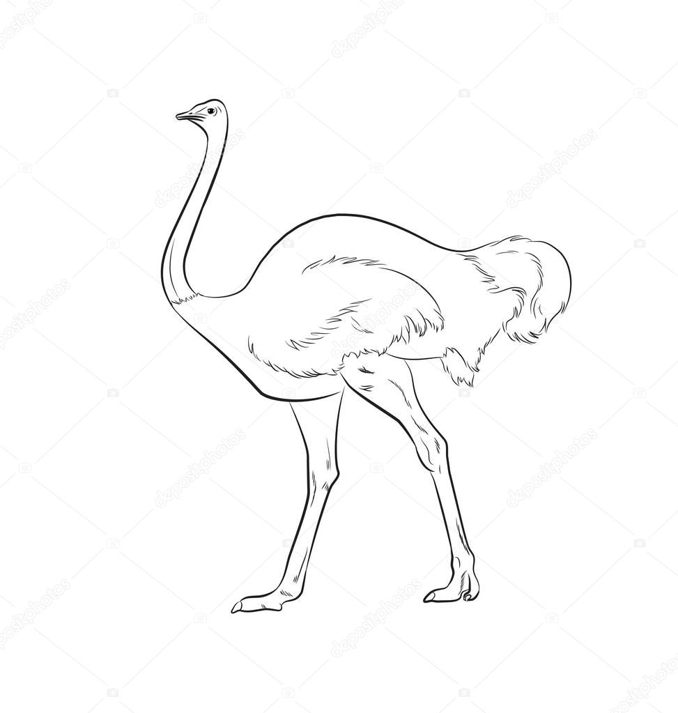 Ostrich Drawing Vector Illustration