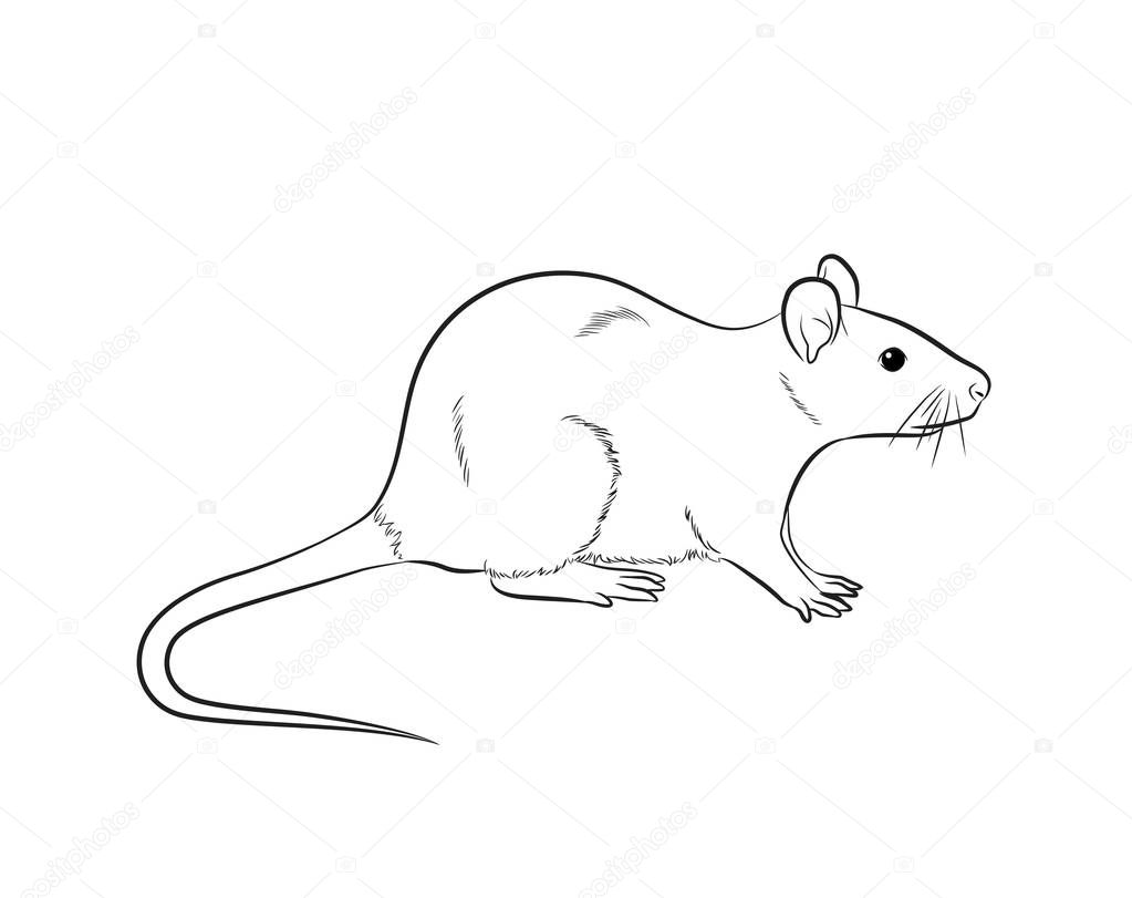 Cartoon Mouse Drawing Vector