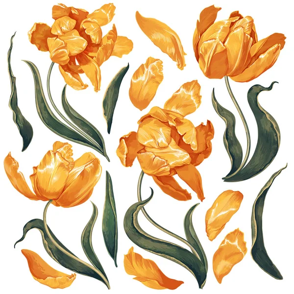 Set di elementi floreali con fiori tulipani gialli e foglie. Disegnato a mano, vettore botanico — Vettoriale Stock