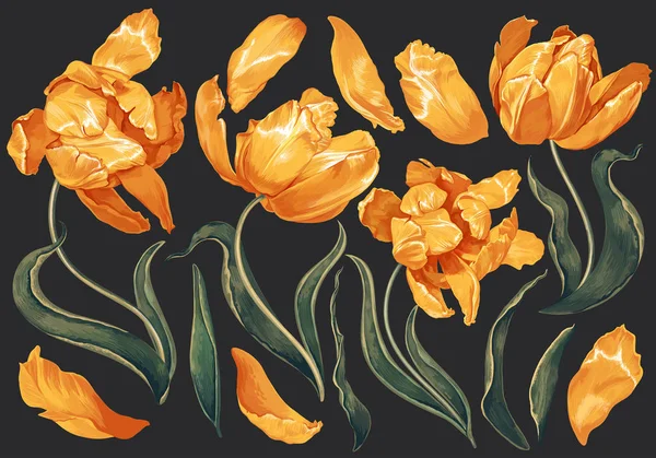 Zestaw elementów kwiatowy, Kwiaty żółte tulipany i liści. — Wektor stockowy