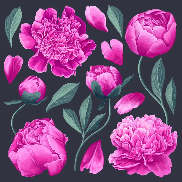 Набір квіткових елементів з рожевими півоніями квітами та листям. Реалістичний стиль . — стоковий вектор