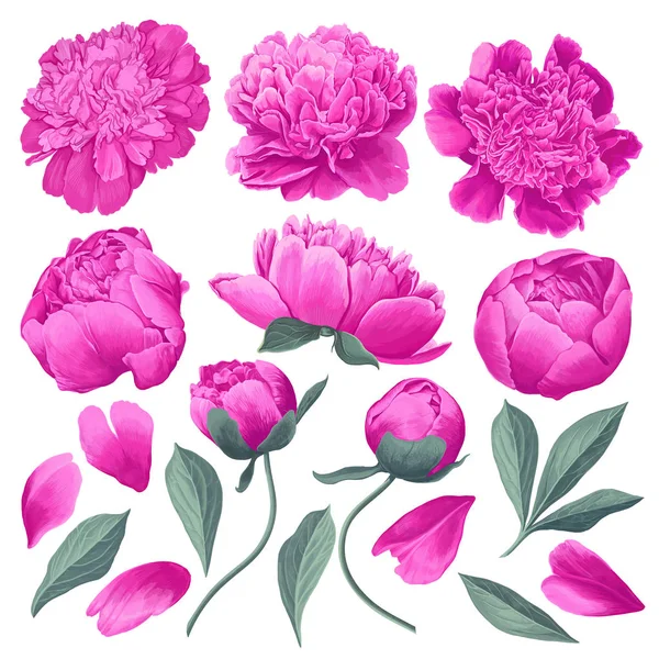 Set di elementi floreali con peonie rosa fiori e foglie . — Vettoriale Stock