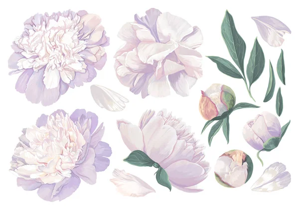 Набор цветочных элементов с белыми пионами цветы и листья . — стоковый вектор