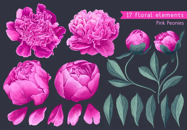 Set van florale elementen met roze pioenrozen bloemen en bladeren. Hand getrokken, Vector botanische flora voor decoratie, — Stockvector