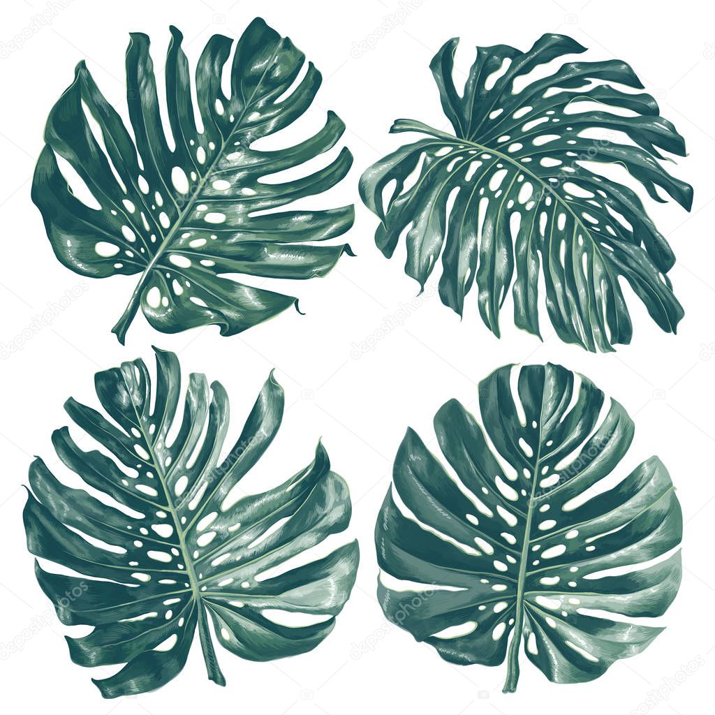 Vector tropical set with monstera leaves.