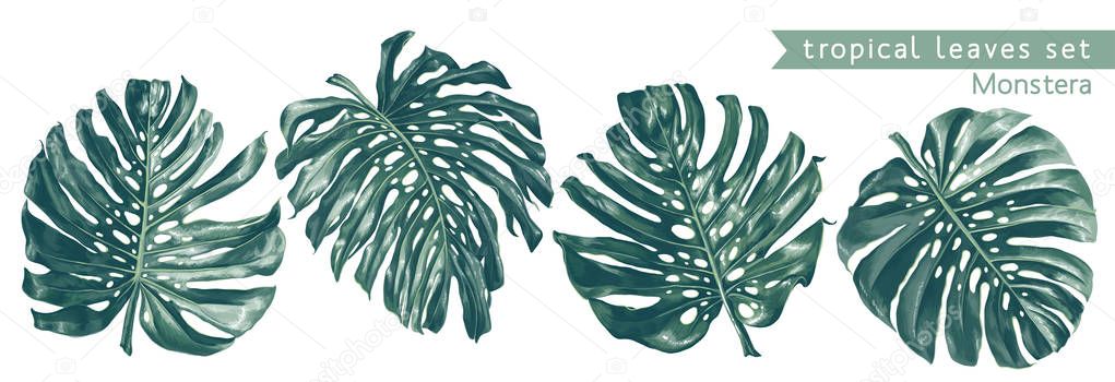 Monstera leaves. Vector isolated elements on the white background. 