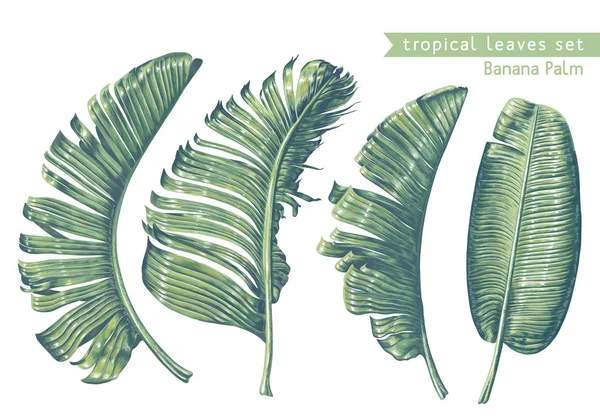 Coleção de folhas tropicais. Folhas de palmeira de banana em estilo realista com altos detalhes . —  Vetores de Stock