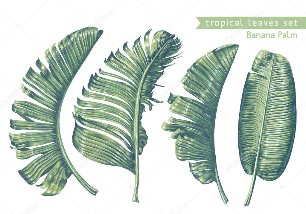 Tropical leaves collection. Banana palm leaves in realistic style with high details.