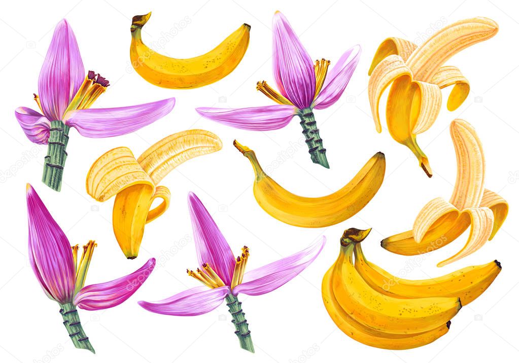 Bright vector set of bunches of banana and banana flowers. 