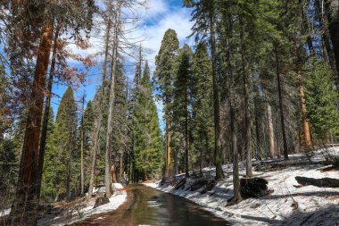 Dev Sekoya ağaçları Sequoia National Park California