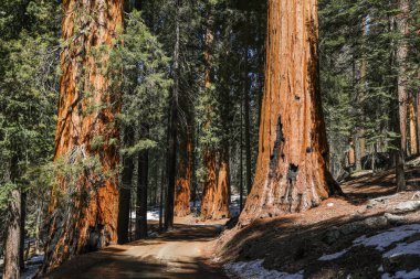 Giant sequoia trees in Sequoia National Park in California clipart