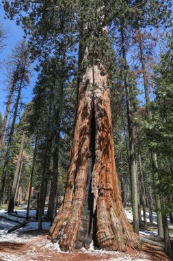 Dev Sekoya ağaçları Sequoia National Park California