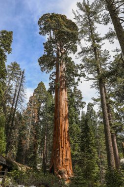 Dev Sekoya ağaçları Sequoia National Park California