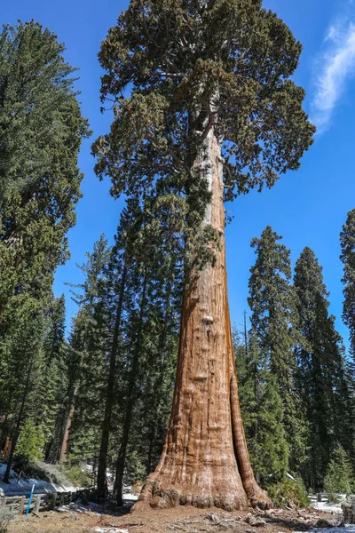 Giant sequoia trees in Sequoia National Park in California