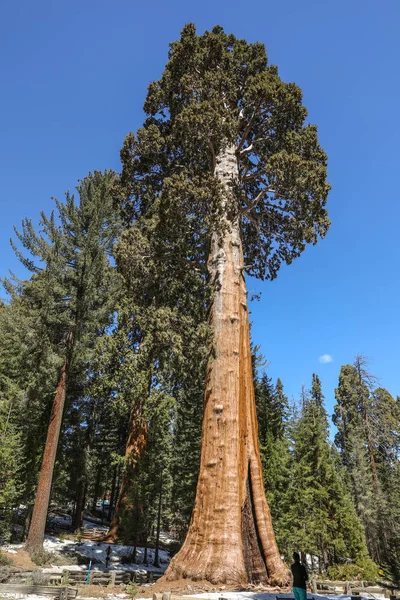 Giant Sequoia Stromy Národním Parku Sequoia Kalifornii — Stock fotografie