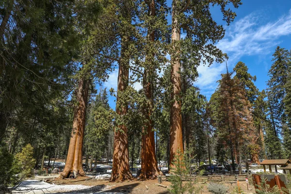 Giant Sequoia Stromy Národním Parku Sequoia Kalifornii — Stock fotografie