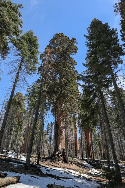 Giant Sequoia Stromy Národním Parku Sequoia Kalifornii — Stock fotografie