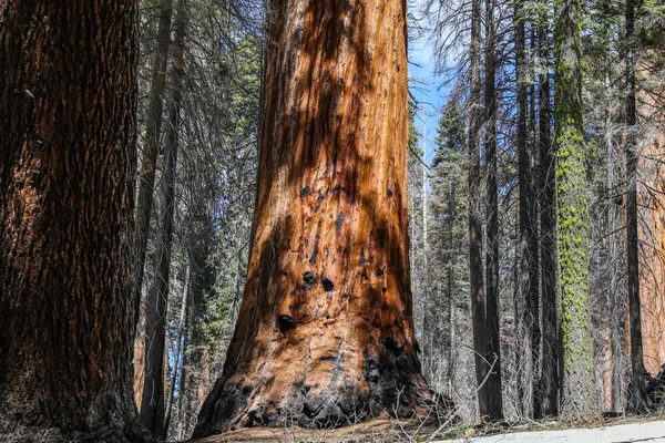 Giant sequoia trees in Sequoia National Park in California