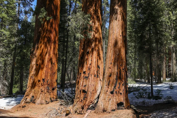 Séquoias Géants Dans Parc National Sequoia Californie — Photo