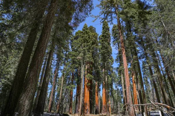 Giant sequoia trees in Sequoia National Park in California