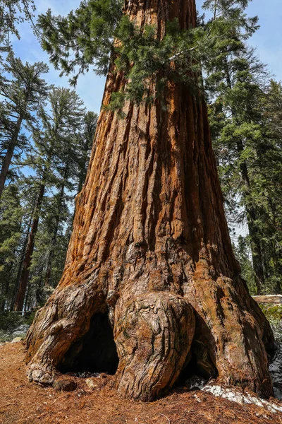 Giant sequoia trees in Sequoia National Park in California