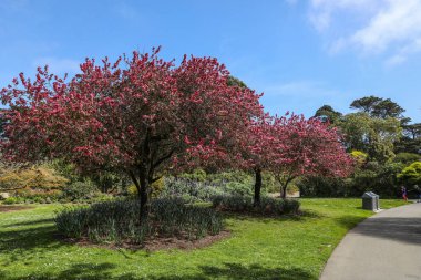 San Francisco 'daki Japon çay bahçesi.