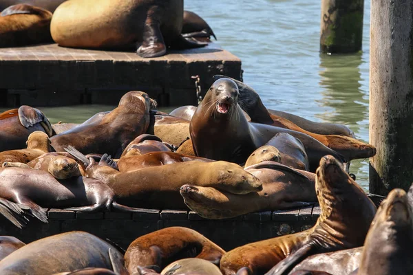 san Francisco Deniz Aslanları