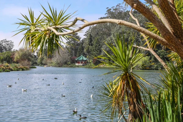 Botanical Garden San Francisco — Stock Photo, Image