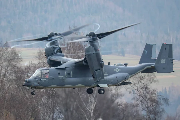 폴란드 2018 Osprey 폴란드에 2018에에서 — 스톡 사진